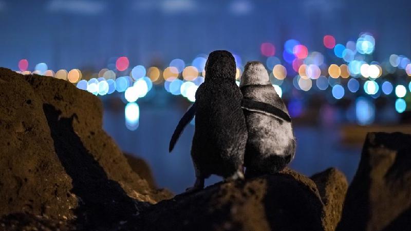 A premiada foto de pinguins viúvos que parecem se confortar sob as luzes da cidade - Tobias Baumgaertner