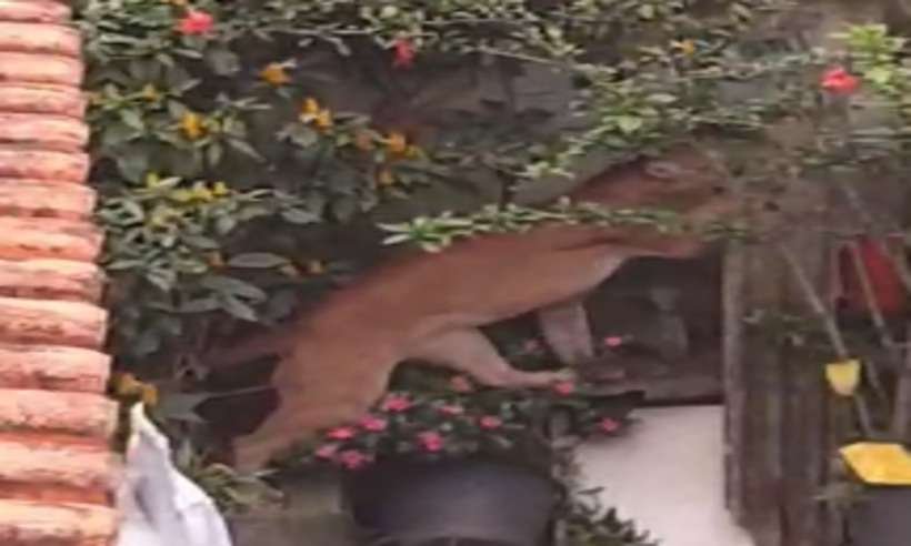 Onça parda invade quintal de casa em Poços de Caldas, veja vídeo - Reprodução Internet