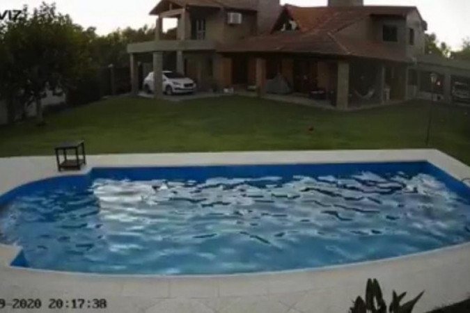 Pit bull cega cai em piscina e é salva por cão herói; veja o vídeo - Reprodução/Facebook