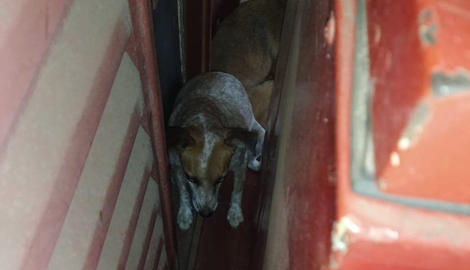 Cãozinho se assusta com fogos e fica preso entre muros em Uberlândia - CBMMG/Divulgação