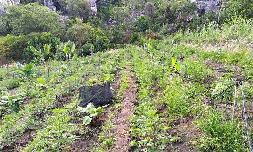 Descoberta uma grande plantação de maconha na zona rural de Bocaiúva - PMMG/Divulgação