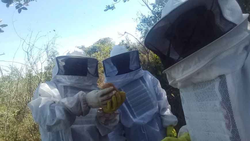 Apicultura de Minas prevê 2021 de expansão e novas floradas - Projeto Meu Rio/Divulgação - 9/9/20
