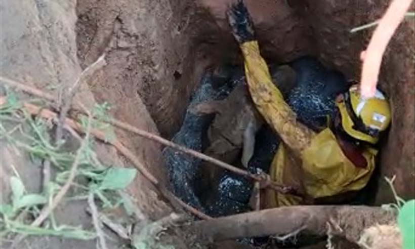 Bombeiros salvam égua que caiu em fossa em Betim, na Grande BH - Corpo de Bombeiros/Reprodução