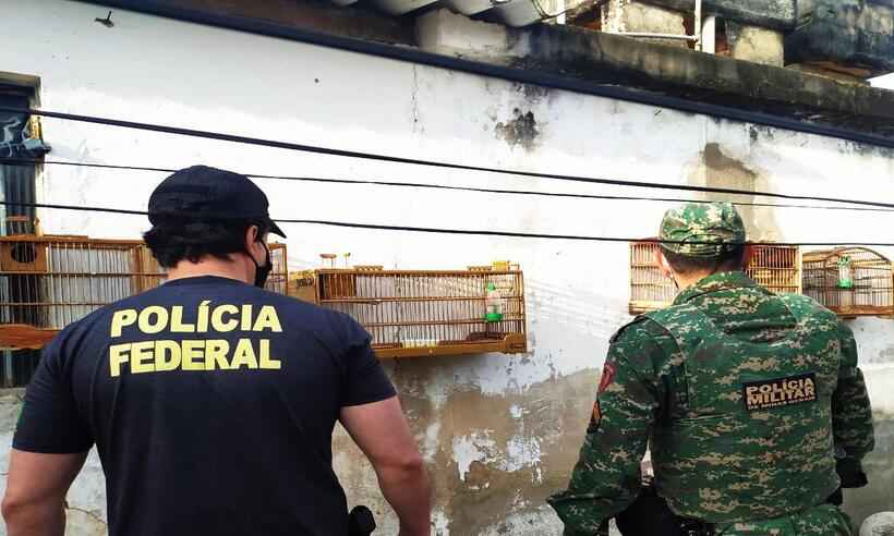 PF e PM combatem comércio ilegal de pássaros silvestres no Sul de Minas - PF/divulgação