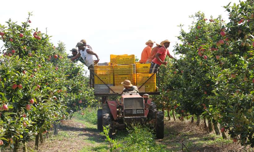 Agronegócio se destaca na geração de emprego e colhe resultados - Gladyston Rodrigues/EM/D.A Press  12/11/13