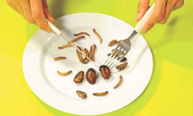 Insetos: o superalimento do futuro - Leandro Couri/EM/D.A Press - 11/9/19