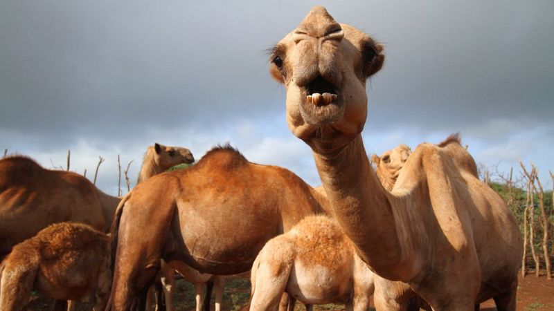 Por que os camelos podem ser a origem da próxima pandemia - JACOB KUSHNER
