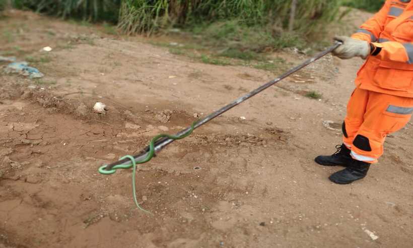 Bombeiros capturam cobra dentro de carrinho de brinquedo em Minas  - Reprodução redes sociais/Bombeiros MG