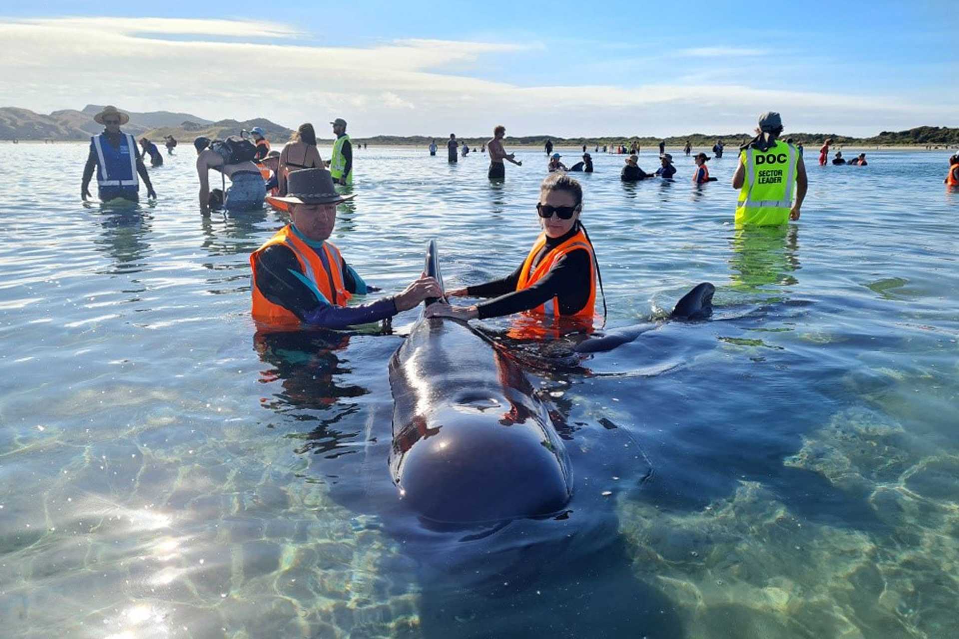 Dezenas de baleias-piloto ficam encalhadas na Ilha Sul da Nova Zelândia - AFP / Project Jonah / Handout