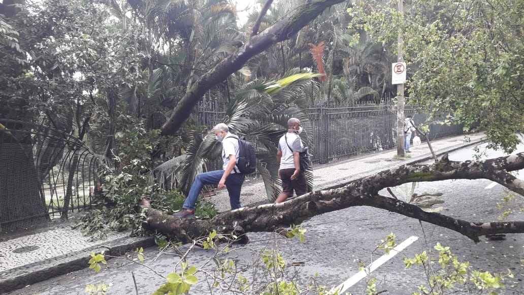 Árvore cai e interdita parte da Rua da Bahia, no Centro de BH - Jair Amaral/EM/DA Press