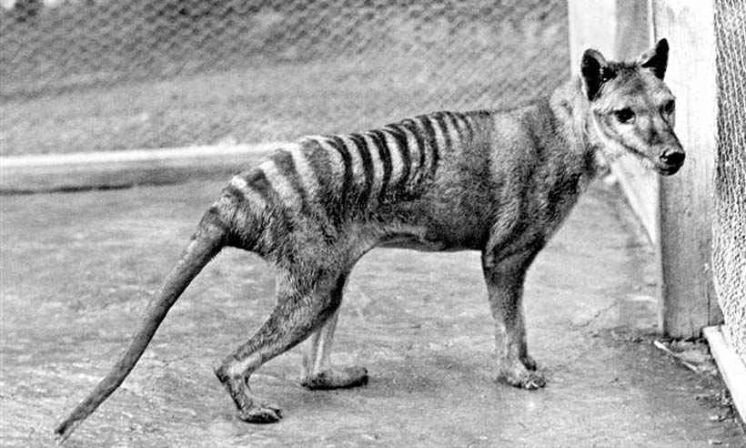 Extinto desde 1930, tigre-da-Tasmânia pode ter sido encontrado na Austrália - reprodução wikipedia
