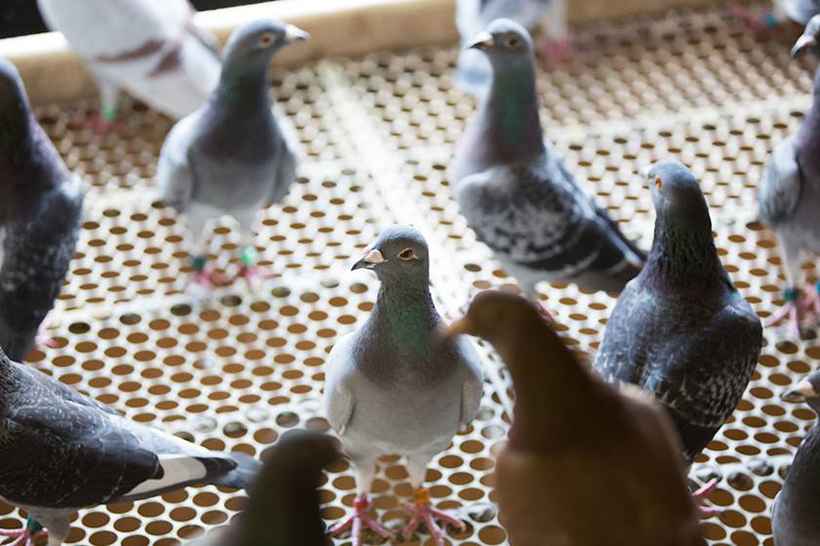 Criadores forçam retirada de projeto que proíbe criar e alimentar pombos - Reprodução/Google Imagens/Michael Melo