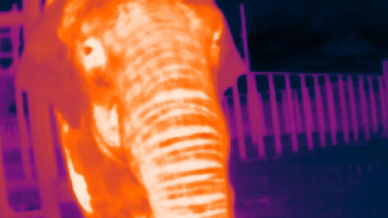 Zoo aposta em 'álbum' com 30 mil fotos para ajudar a preservar elefantes  - ZSL
