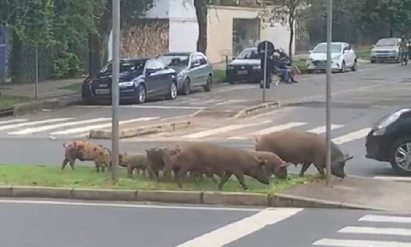 Família de porquinhos circula pelas ruas do Bairro São Bento; veja o vídeo - Reprodução/Twitter