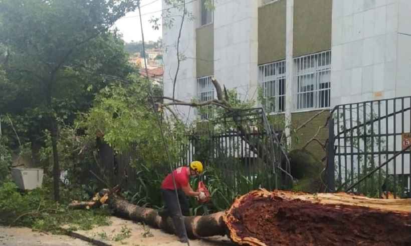 Bombeiros fazem retirada de árvore que ameaçava cair na Serra, em BH - CBMMG