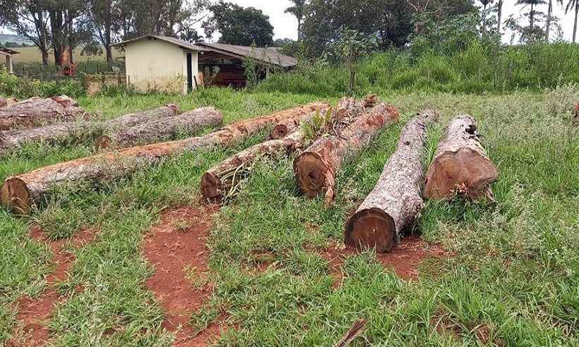 Ibama flagra desmatamento ilegal em área rual de Iguatama - Ibama/Divulgação