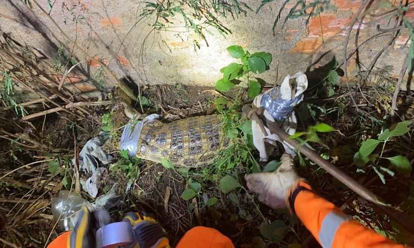 Morador de Montes Claros leva susto ao encontrar jacaré em seu quintal - CBMMG