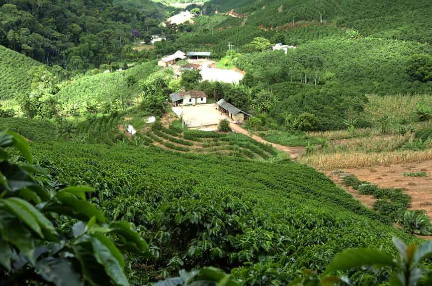 Em ano de perdas, colheita do café pode também ser decisiva no estado - Beto Novas/EM/D.A Press - 24/3/09