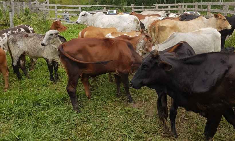 Ladrões de gado são presos em Monte Sião e Conceição das Pedras - PMMG/Divulgação