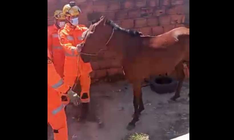 Bombeiros salvam cavalo que caiu da laje de uma residência em Vespasiano   - CBMMG/Divulgação