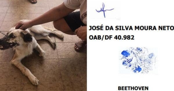 Cachorro que assinou petição contra agressor consegue medida protetiva