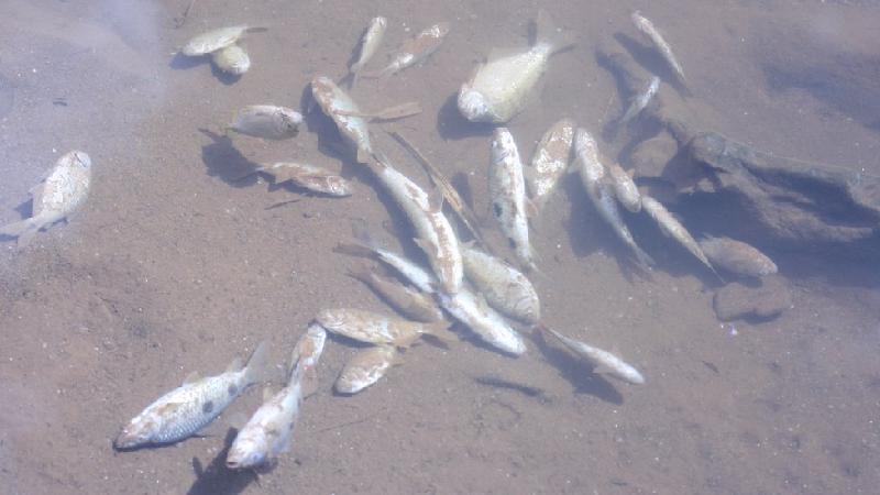 Hidrelétricas matam toneladas de peixes e ameaçam espécies nos rios brasileiros, aponta estudo - Luiz Gustavo Martins