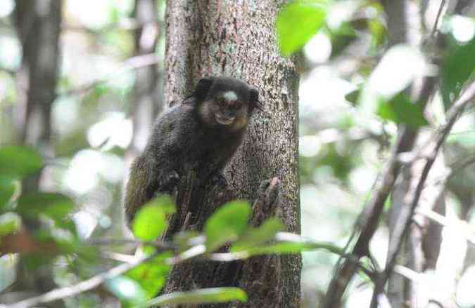 Ibama libera macacos para testes de vacina da UFMG - Leandro Couri/EM/DA Press