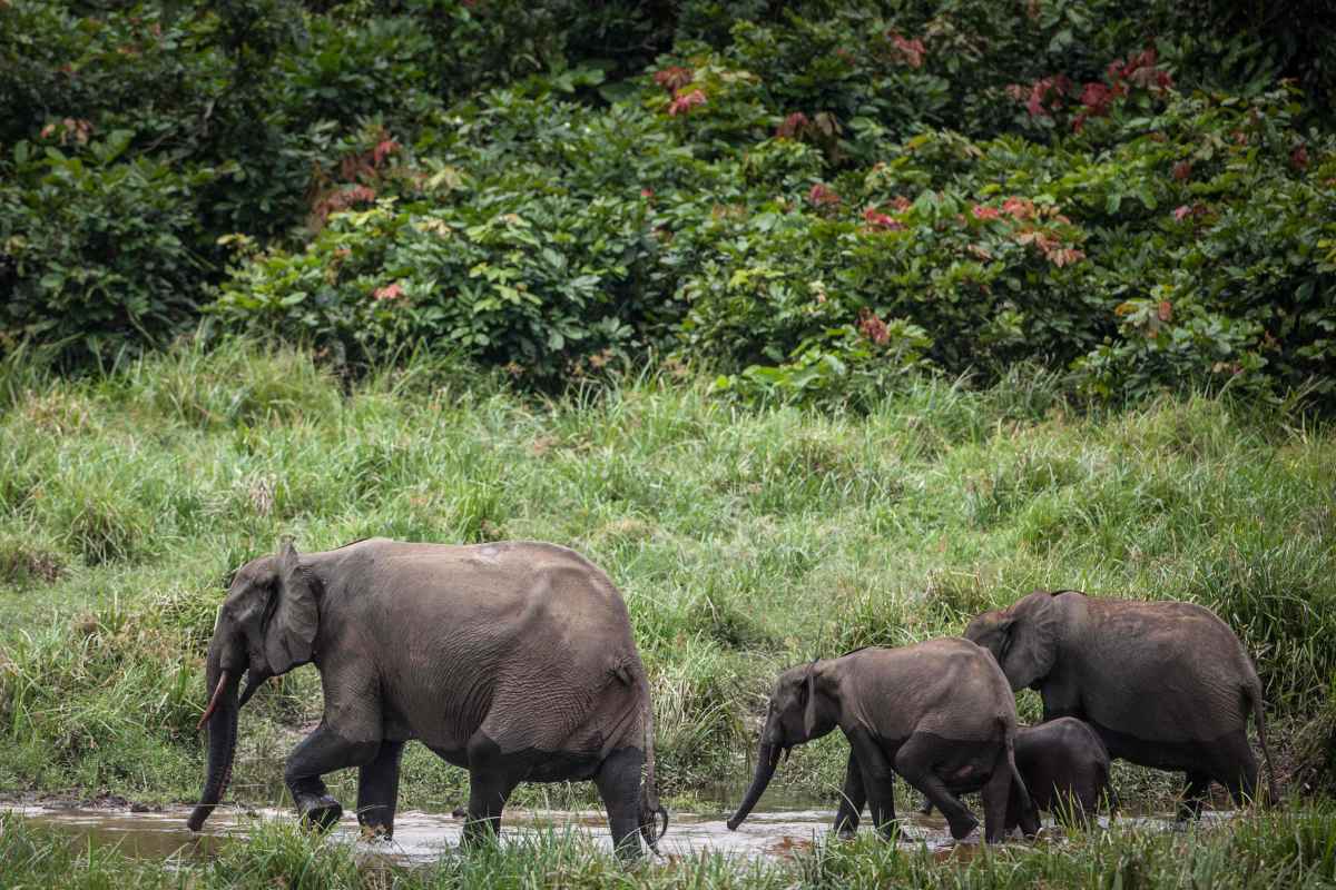 Suposto caçador de rinocerontes morre pisoteado por elefantes -  AFP / Amaury HAUCHARD