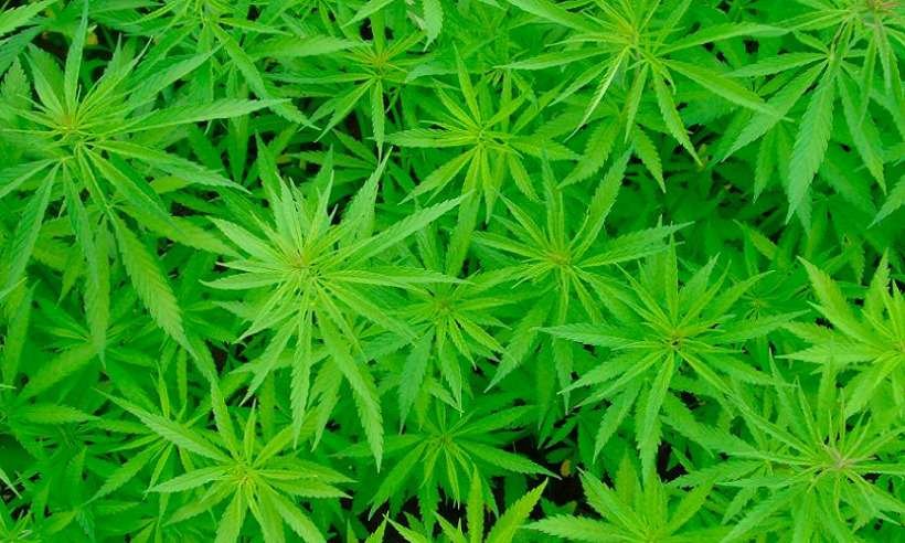 Câmara dá parecer favorável ao plantio de maconha para fins medicinais - Reprodução