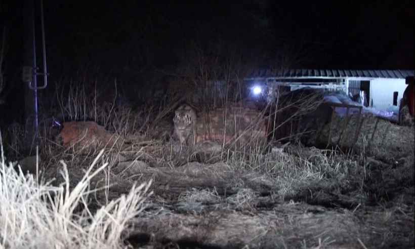 Pânico na China: tigre siberiano ataca fazendeiro e carro com duas pessoas - CCTV/AFP