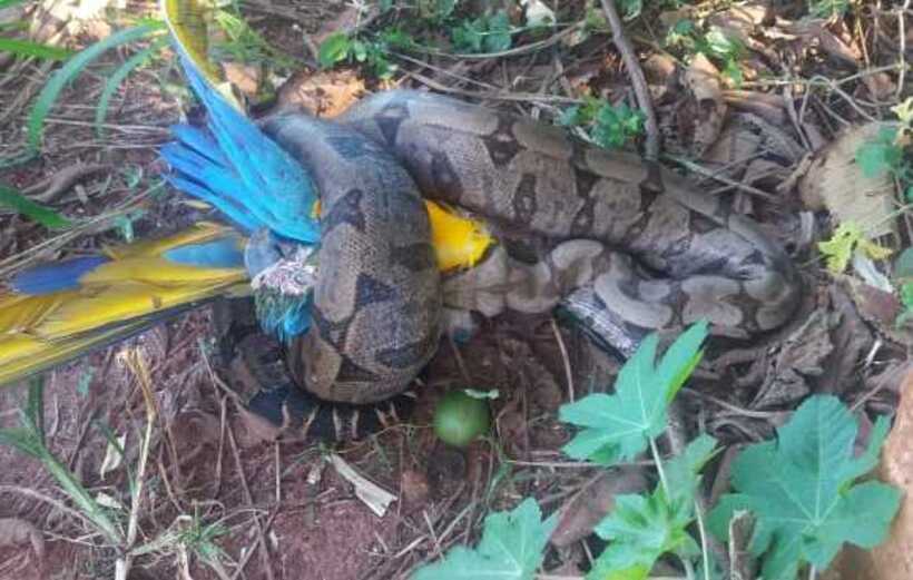 Jiboia de quase dois metros é flagrada comendo arara em Ituiutaba - CBMMG/Divulgação