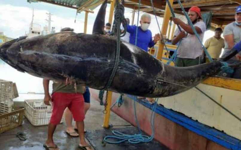 Pescadores brasileiros pegam atum de R$ 140 mil, mas erram e perdem bolada - reprodução