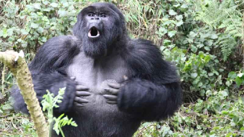 A verdadeira razão pela qual os gorilas batem no peito, segundo a ciência - Dian Fossey Gorilla Fund/PA Wire 