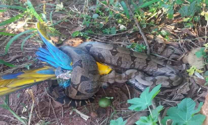 De cobra a tamanduá: bombeiros resgatam 11 animais em cinco dias em Minas - CBMMG/Divulgação