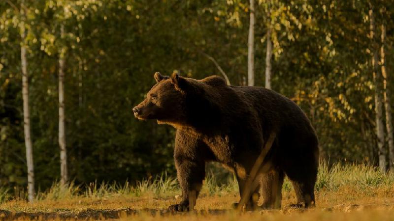 Príncipe é acusado de matar o 'maior urso vivo da Europa'’