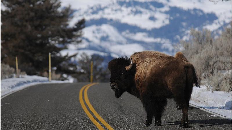 Em dois dias, 45 mil se inscrevem para matar bisões nos EUA - Getty Images