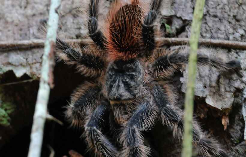 Medo de aranha? Elas assustam, mas não é preciso entrar em pânico