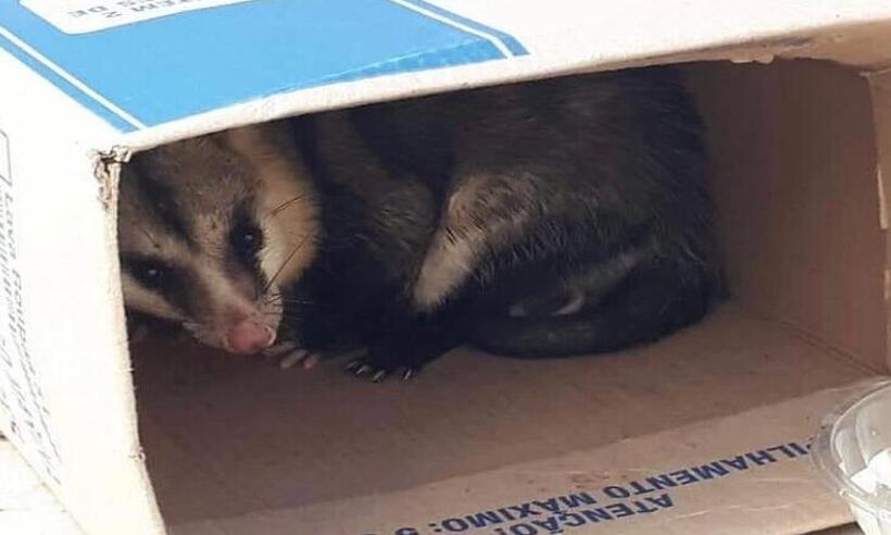 Após aranhas gigantes, gambás aparecem em prédio no Buritis, em BH - Reprodução/Redes Sociais