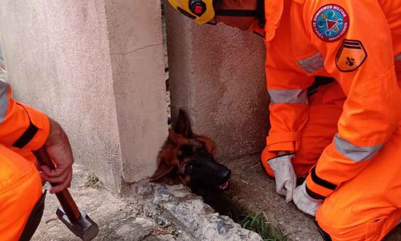Em Valadares, bombeiros salvam pastor alemão entalado em fenda - Divulgação Corpo de Bombeiros
