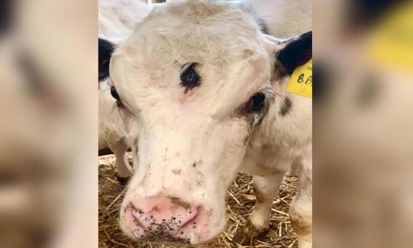 Veterinária descobre bezerro com três olhos em fazenda no País de Gales - Reprodução/Twitter