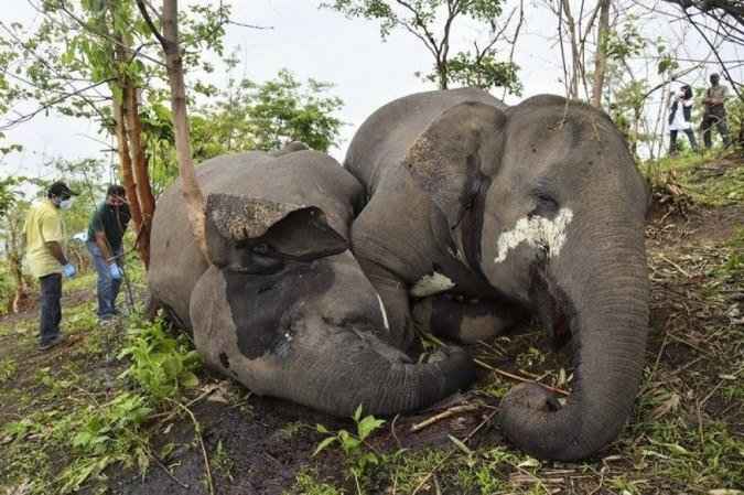 Na Índia, 18 elefantes teriam sido mortos por raio em reserva florestal - Fotos: Biju BORO / AFP