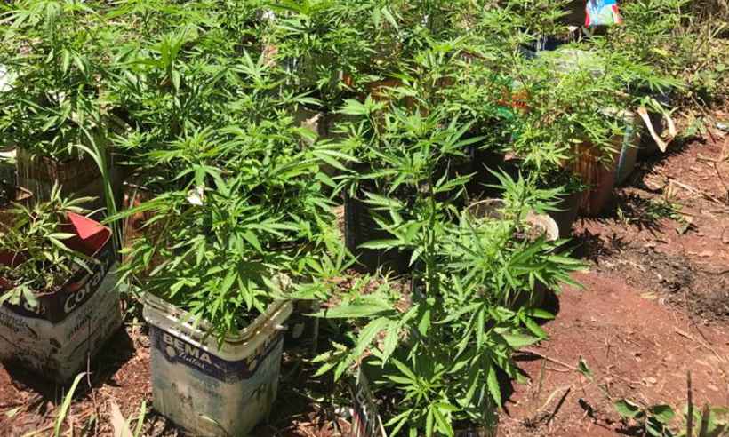 PM prende jovem que plantava maconha em fazenda invadida em Esmeraldas - PMMG/Reprodução