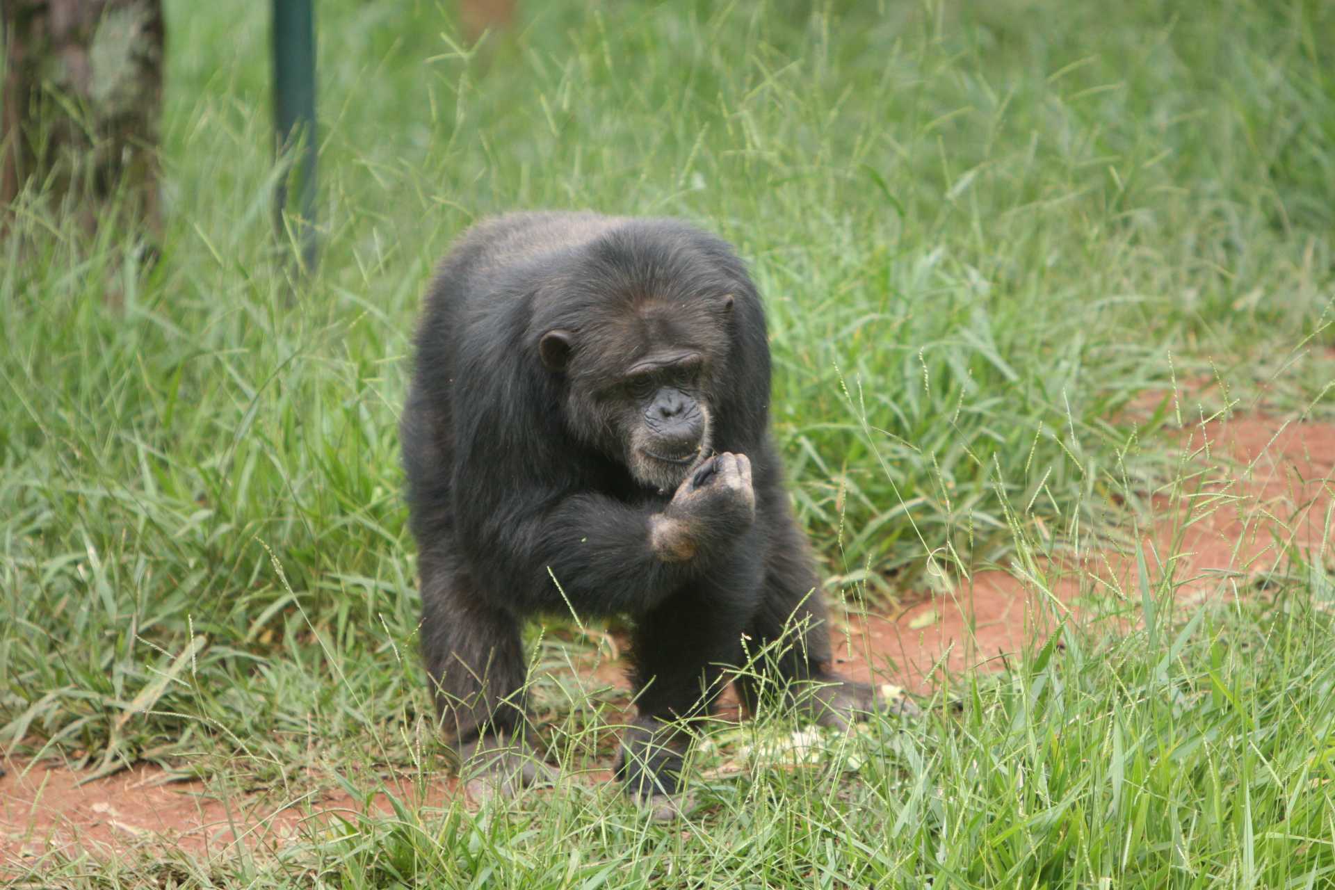 Estudo: chimpanzés 'apertam as mãos' de acordo com seu grupo social - Edésio Ferreira/EM/D.A Press