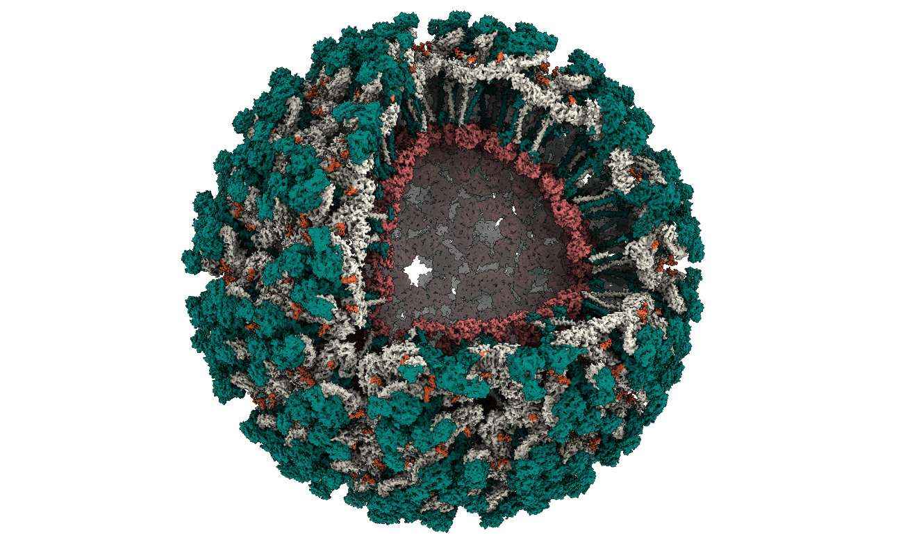 Estudo revela estrutura do vírus Mayaro, transmitido por mosquitos - CNPEM/MCTI