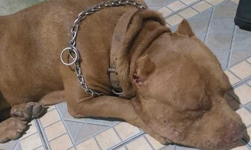 Policiais encontram lar para pitbull machucada que vagava por avenida de BH - Divulgação/PMMG