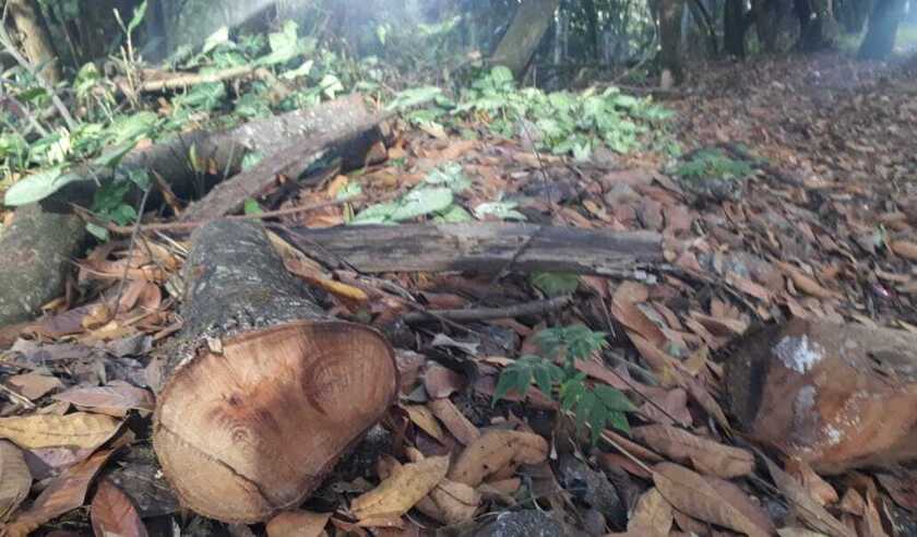 Derrubada de árvores coloca em alerta moradores do Vale do Sereno - Leandro Couri/EM/DA Press