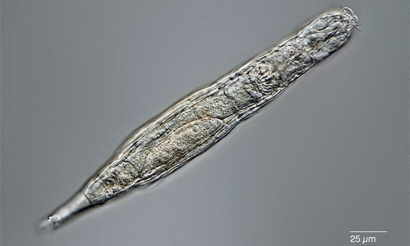 Animal microscópico sobrevive 24 mil anos congelado e consegue reprodução - MICHAEL PLEWKA/AFP