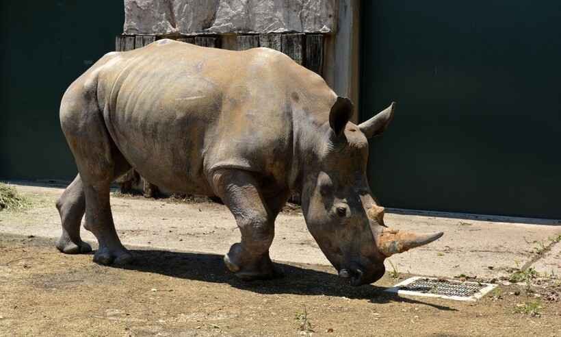 Fêmea de rinoceronte-branco-do-sul viaja ao Japão para encontrar o amor - Handout/AFP/Tobu Zoo