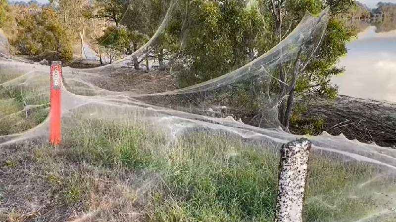 Por que teias de aranha estão dominando a paisagem na Austrália - CAROLYN CROSSLEY