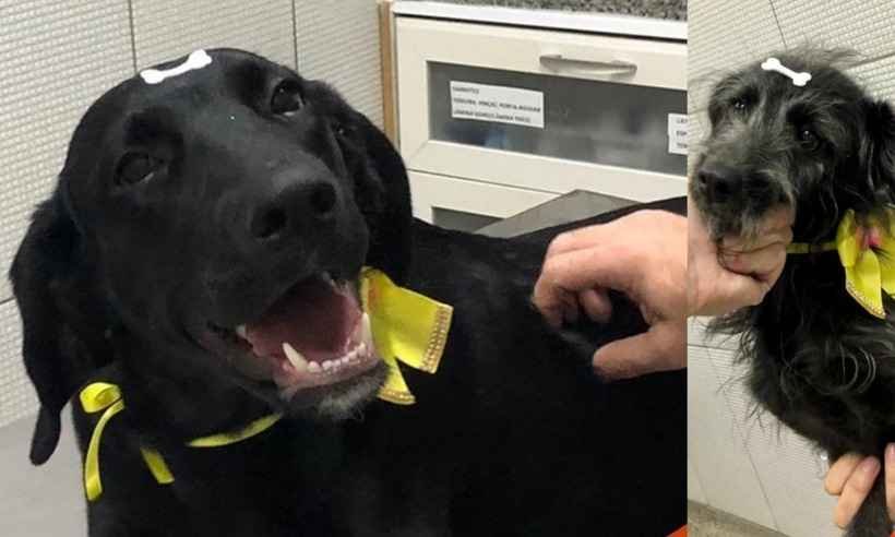 Cães resgatados em rodovia, Pretinha e Tilápia são encaminhados para adoção - Arteris Fernão Dias/Divulgação
